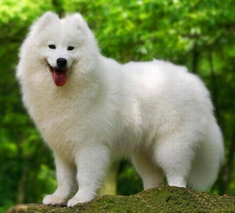 萨摩耶犬(samoyed),别名萨摩耶德犬,原是西伯利亚的原住民萨摩耶族