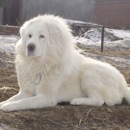 雪獒,全身雪白的藏獒,又称白獒 .