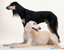 萨路基猎犬,英文名称:Saluki 体型分类:大…-堆糖