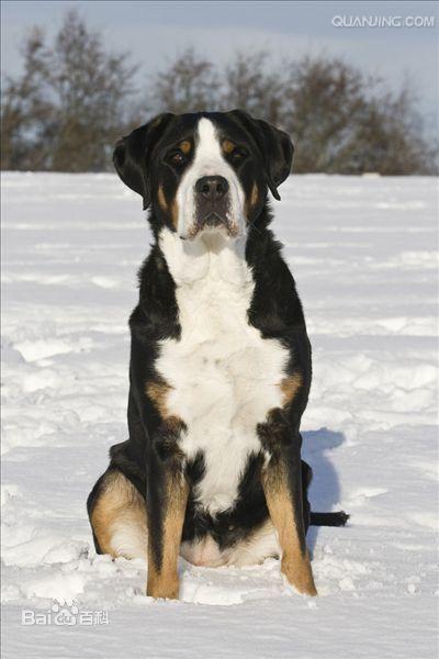 大瑞士山地犬的英文名为:greater swiss mountain dog,原产地:瑞士.