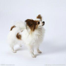 蝴蝶犬,又称蝶耳犬和巴比伦犬【英文名为papillon】,体高20-28厘米