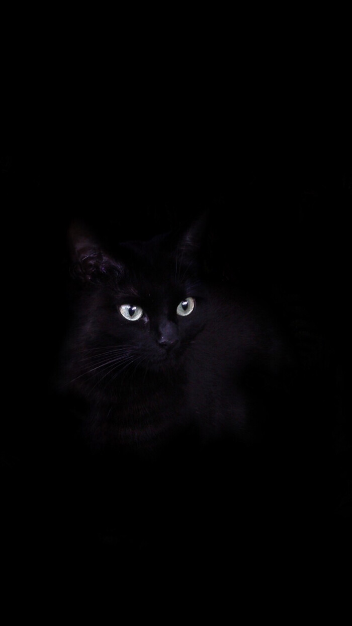 孤单的黑猫 纯色黑色壁纸 简约 与屿会发光i
