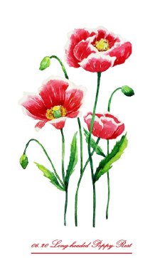 20 生日花:长荚罂粟(long-headed poppy)花语:宁静(rest)