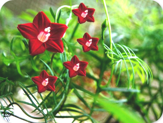 茑萝,茑萝松(学名:ipomoea quamoclit)是旋花科茑萝属的植物,又名茑萝