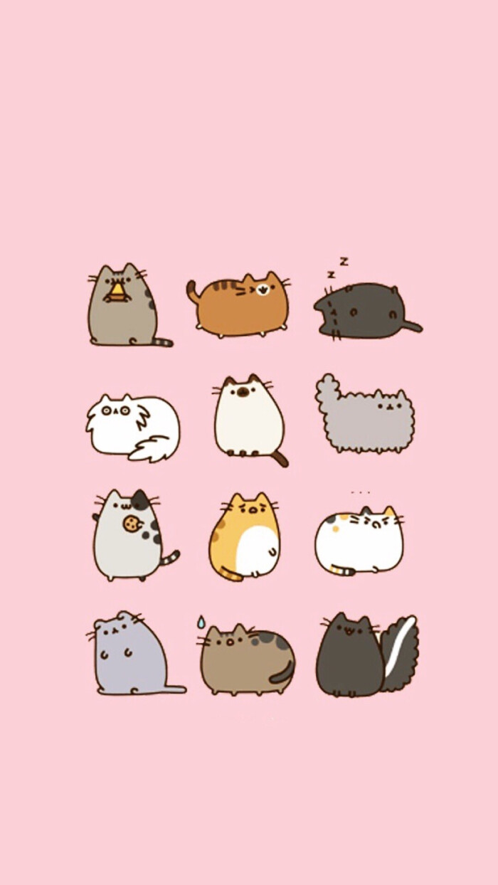 超级萌的爱尔兰pusheen 胖吉猫 pusheen为claire从猫咪救助站抱回的