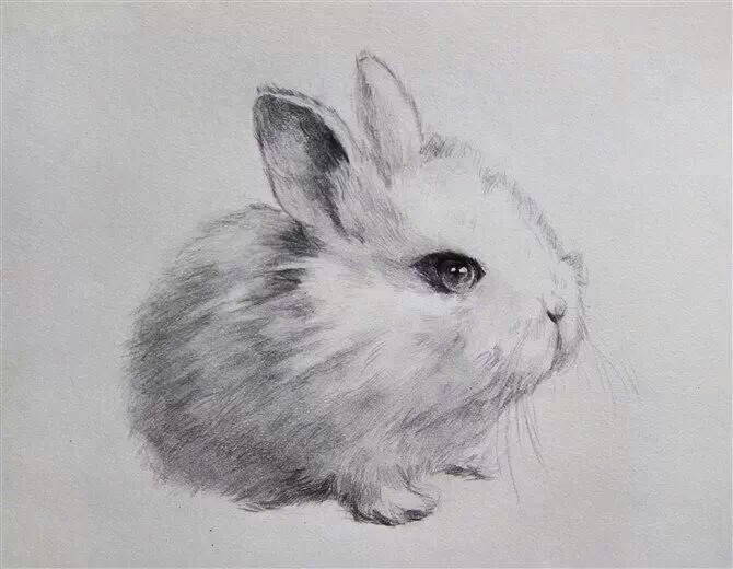 兔子,铅笔画,灰白,萌