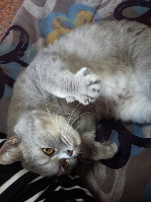 猫咪么么哒