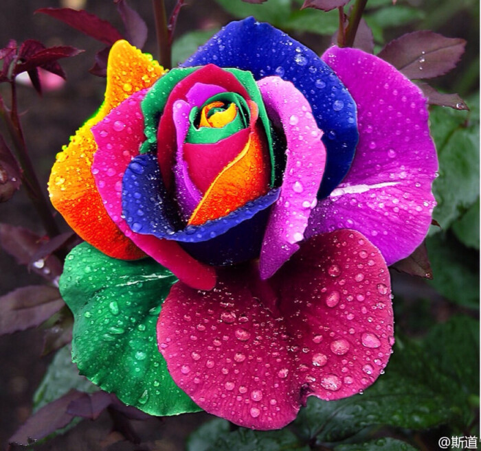 花语是纯真发愿,那花瓣上的一泓,不是清泉,是天上虹.