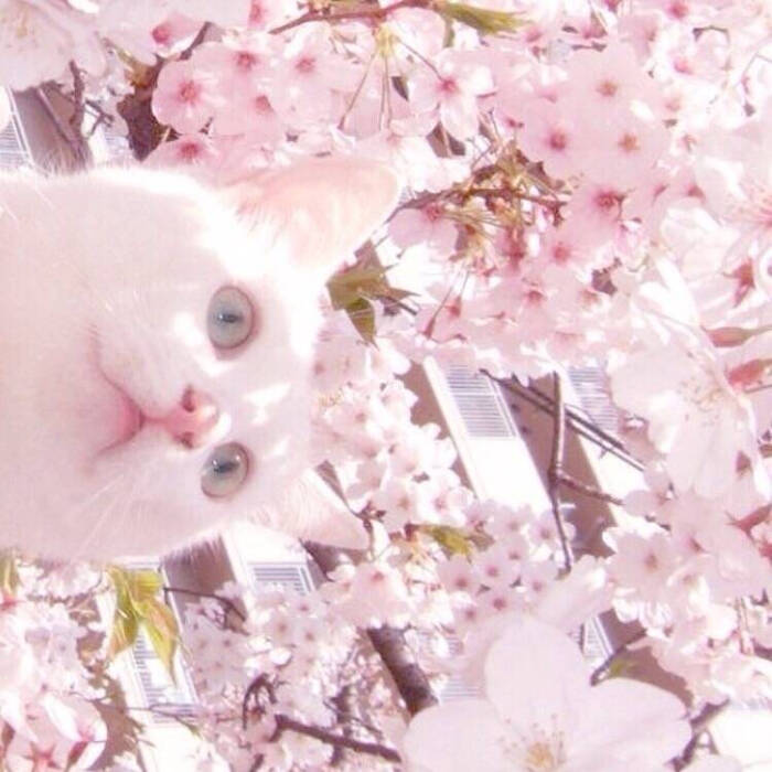 樱花 猫 粉色 头像