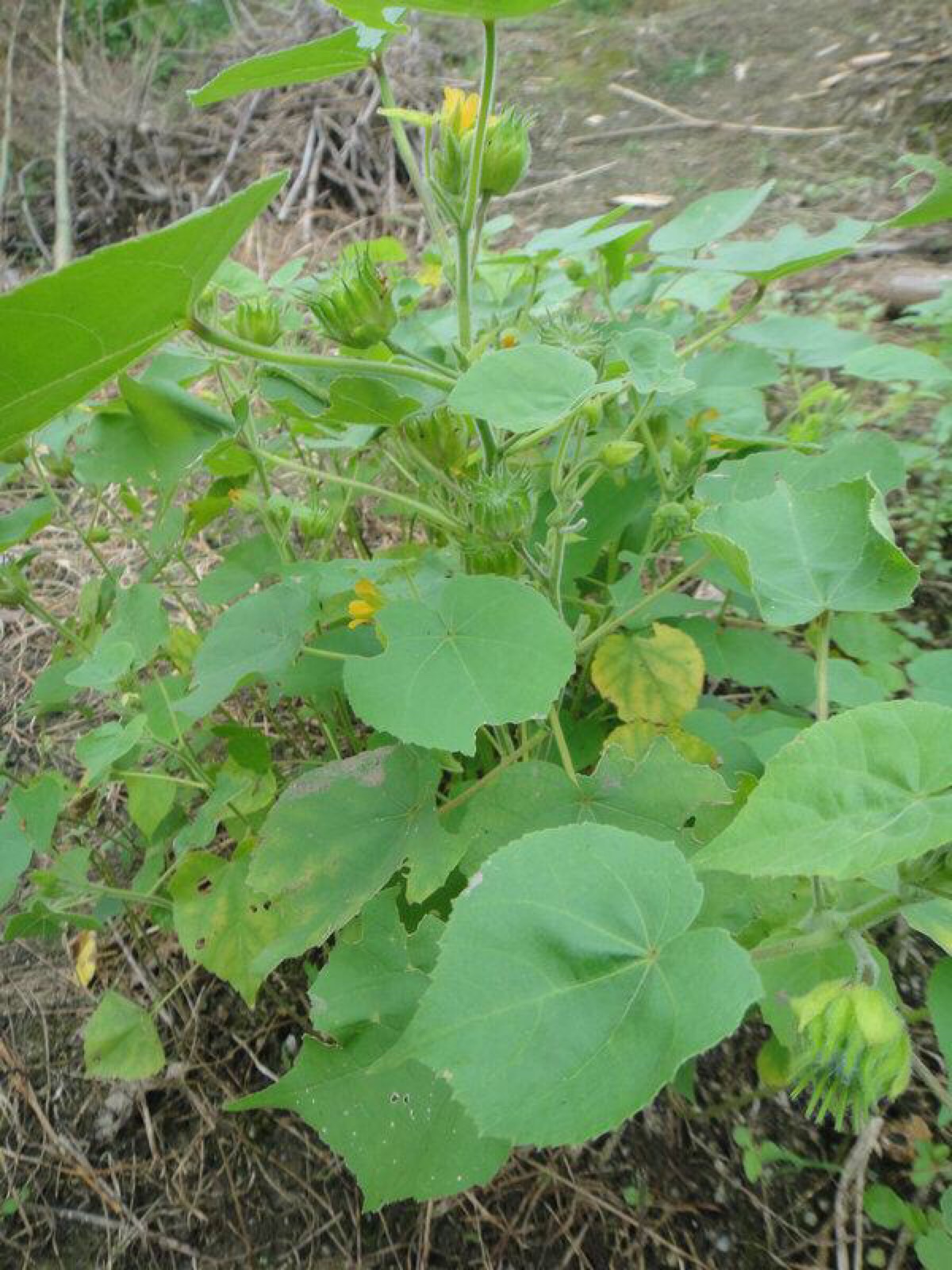 磨盘草(abutilon indicum (linn.) sweet),又名:金花草,唐挡草.