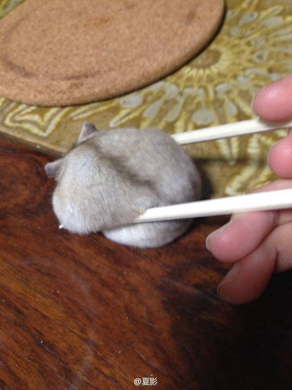 萌宠 仓鼠 筷子夹仓鼠 萌 谁的汤圆掉了