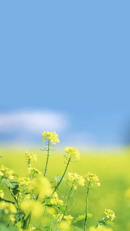 星空物语#花花草草#碧海蓝天 风景文字插画锁屏高清手机壁纸