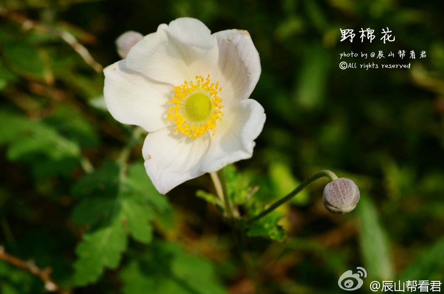 野棉花 