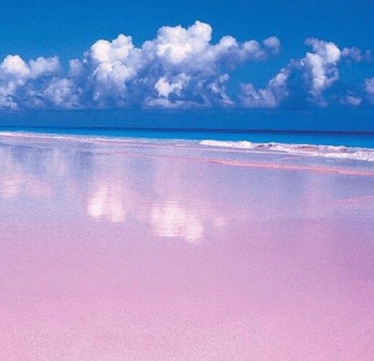 巴哈马哈勃岛的粉色沙滩 pink sands beach. @猫眼中的平行世界