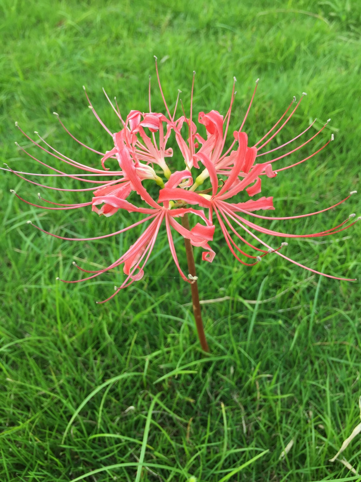 彼岸花开开两生 两生花开悲伤落 花与叶永世不得相见