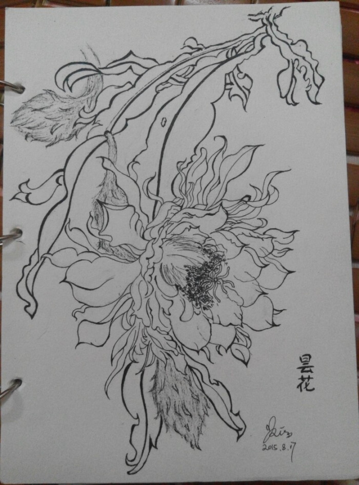 昙花,手绘