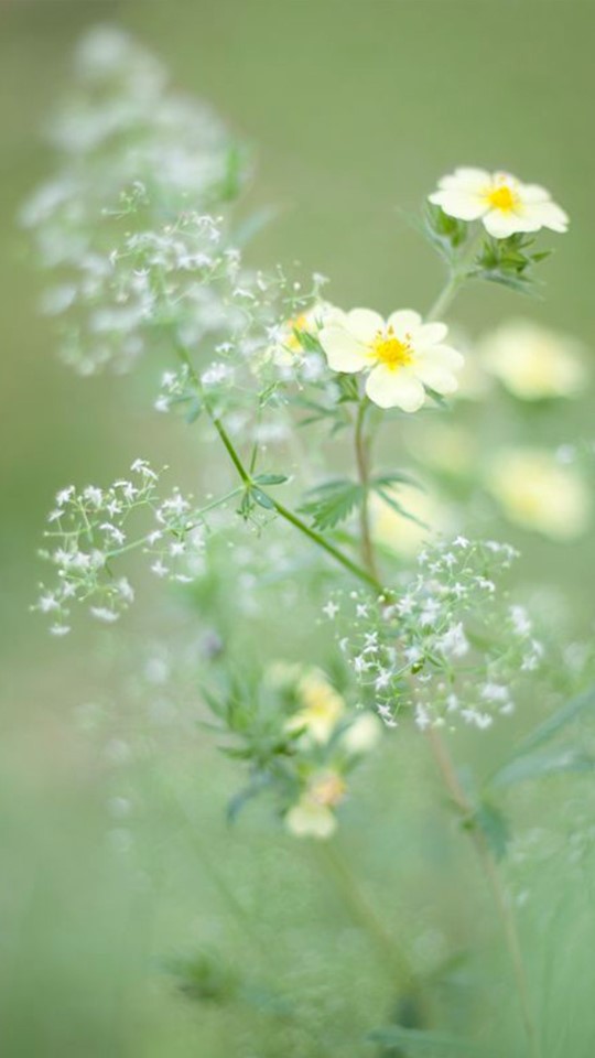 星空物语#花花草草#碧海蓝天 风景文字插画锁屏高清手机壁纸