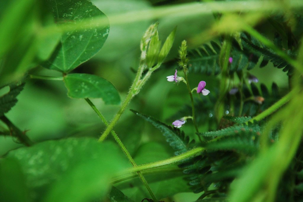 野大豆 glycine soja sieb et zucc 蝶形花科 fabaceae 大豆属