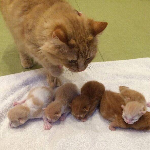 猫妈妈和猫宝宝