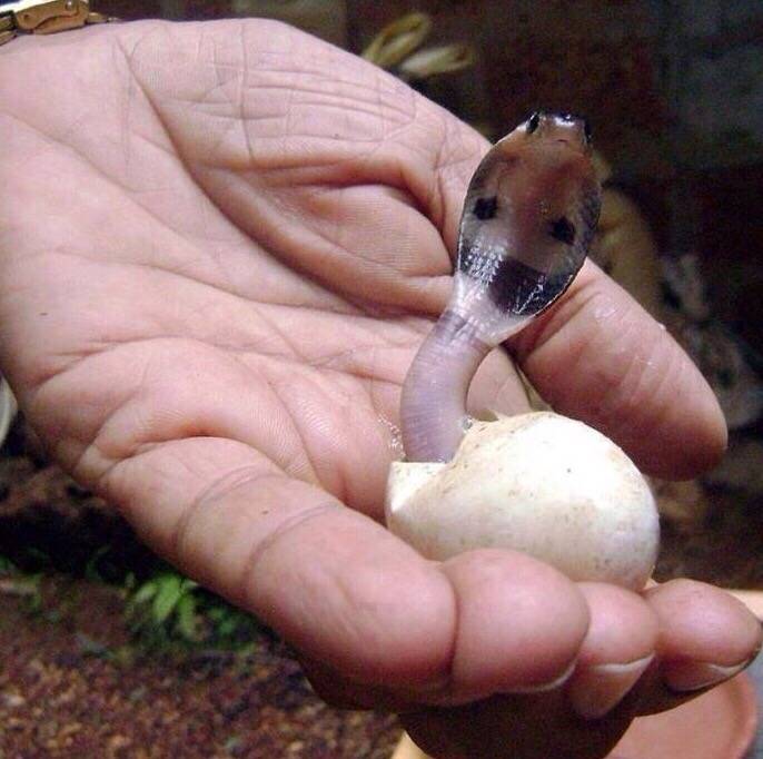 刚出生的蛇