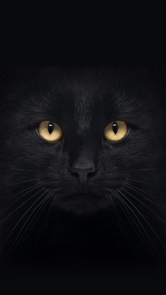 黑猫手机壁纸.眼睛很吓人啊