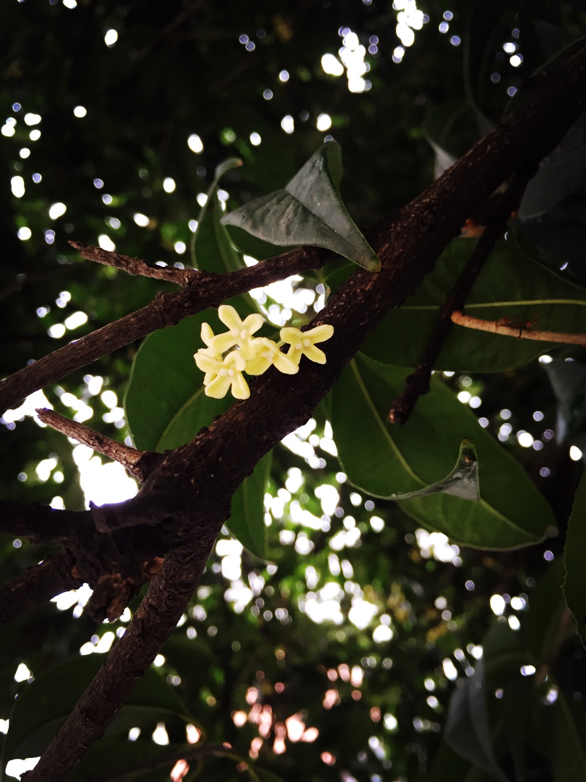 桂花雨 