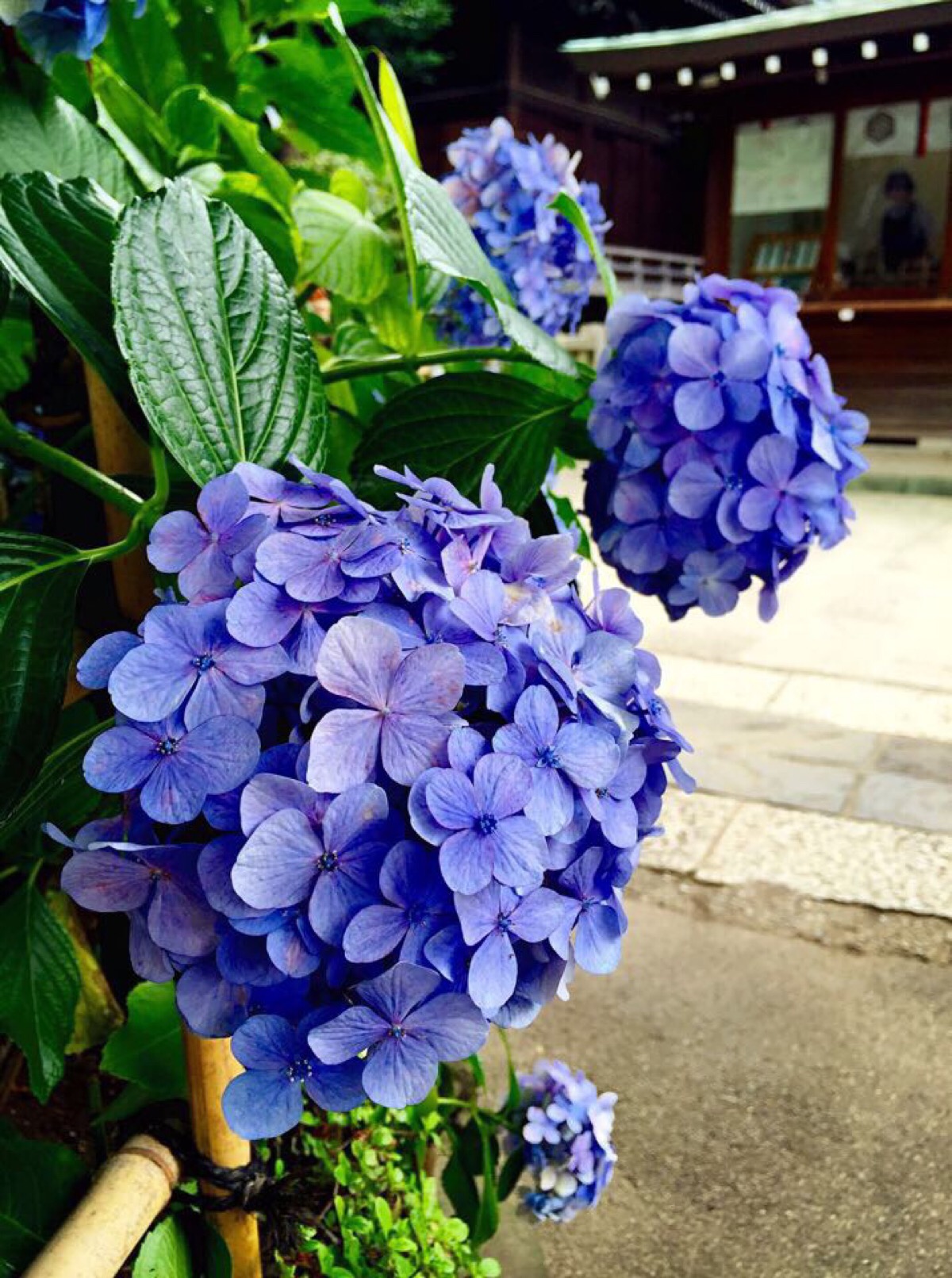 紫阳花日本