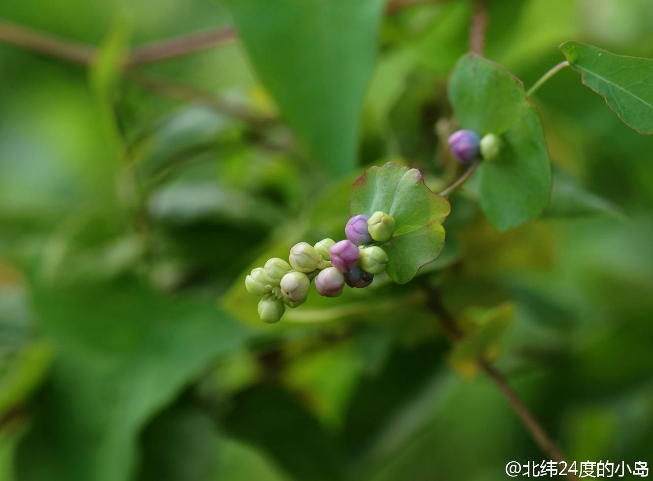 杠板归—别名:扛板归,刺犁头,老虎刺,犁尖草,贯叶蓼,蛇不过.