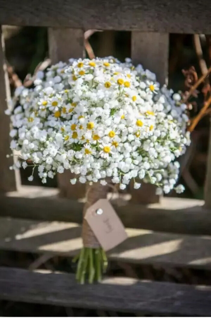 满天星和白雏菊