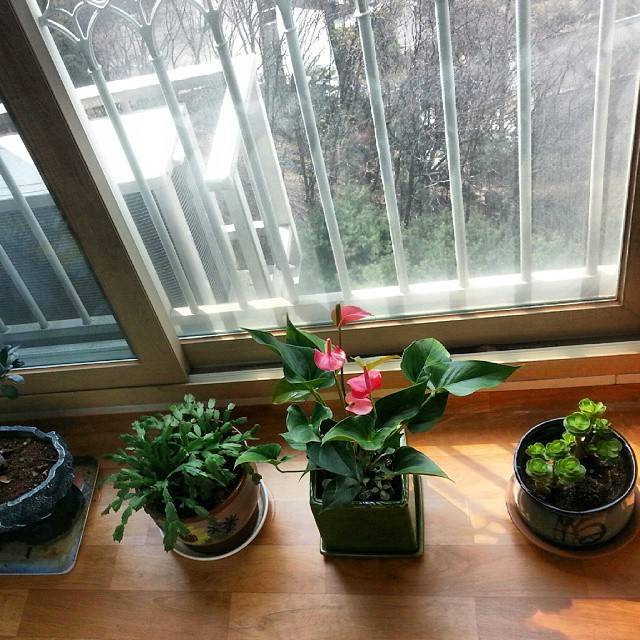 窗台的盆栽