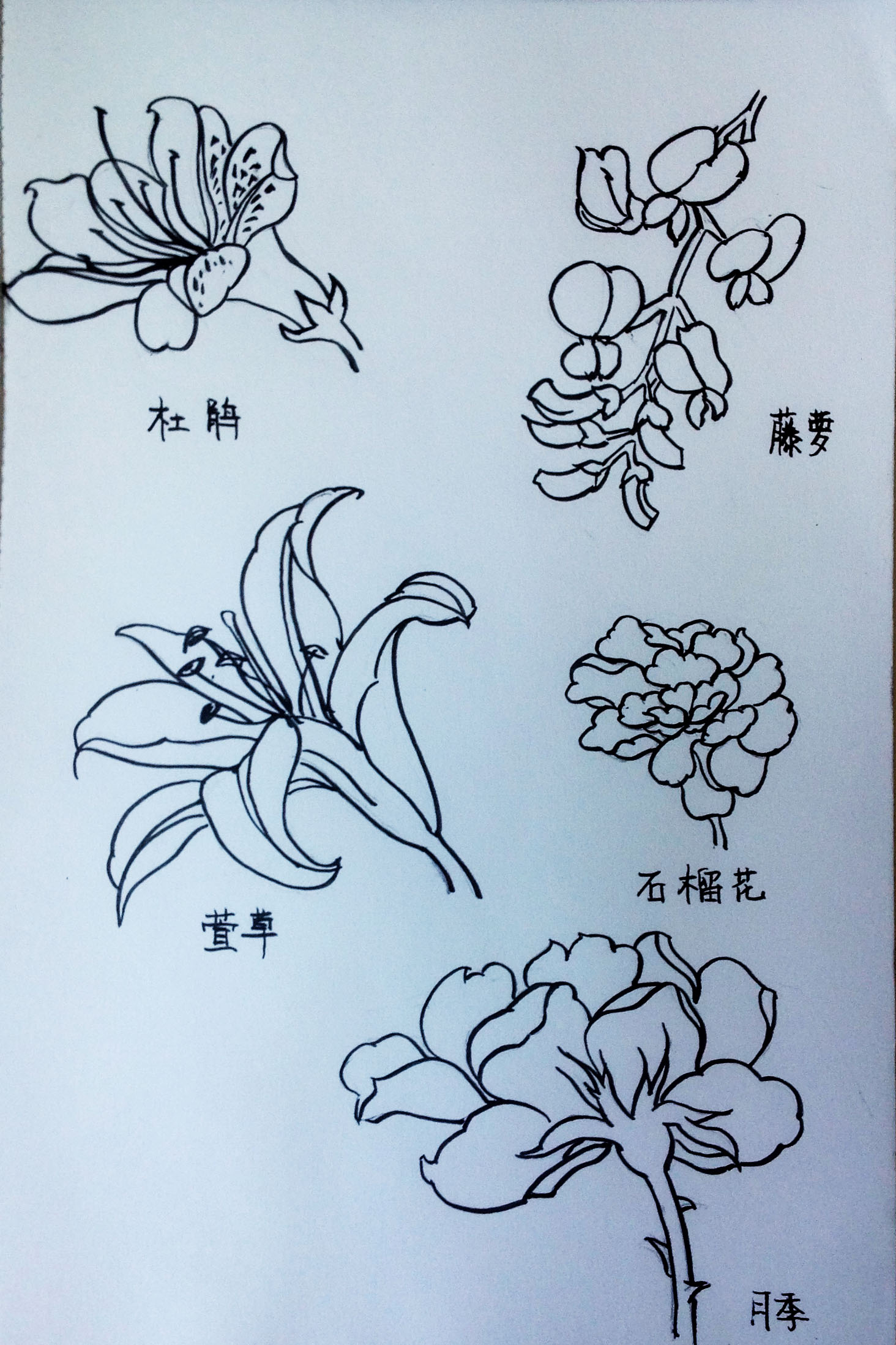 百花白描图