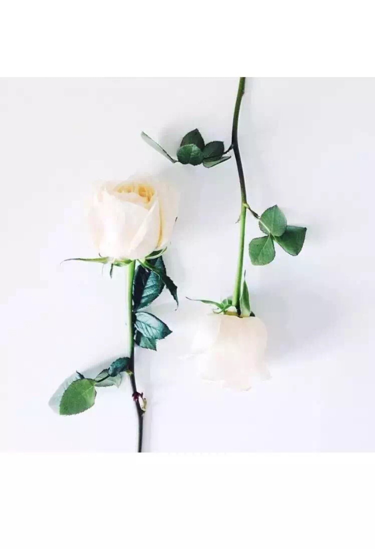 白玫瑰,纯白屏保