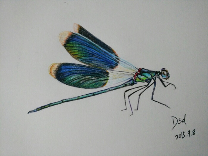 彩铅蜻蜓