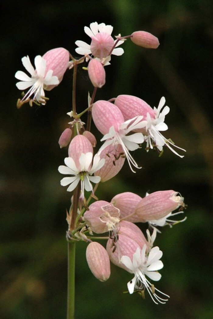 白玉草 silene vulgaris:石竹科蝇子草属的植物