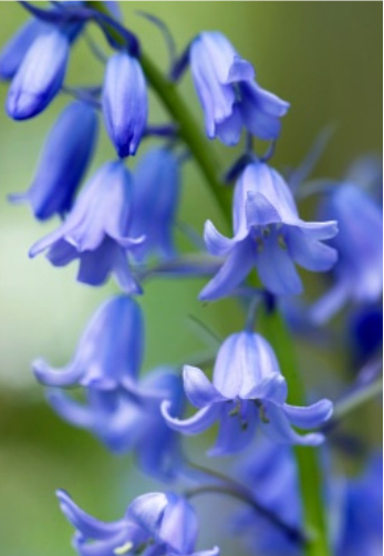 【蓝铃花】风铃般的花朵随风起舞