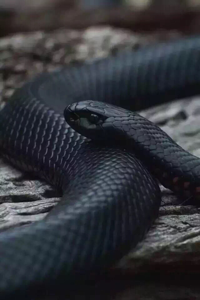 蛇色