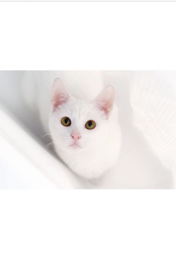 纯白色壁纸 white,white