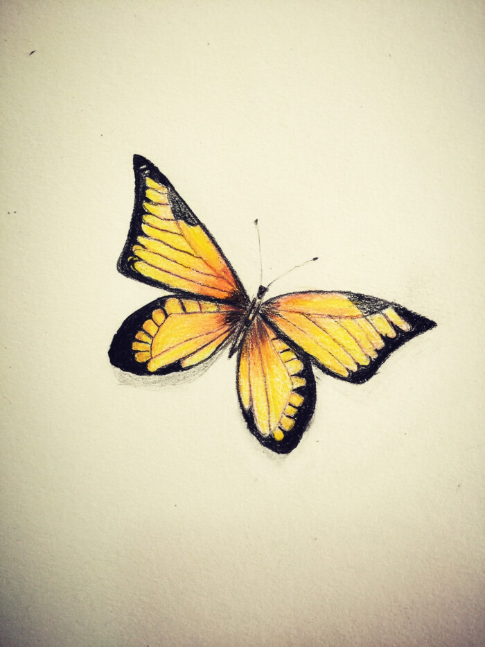 小蝴蝶 
