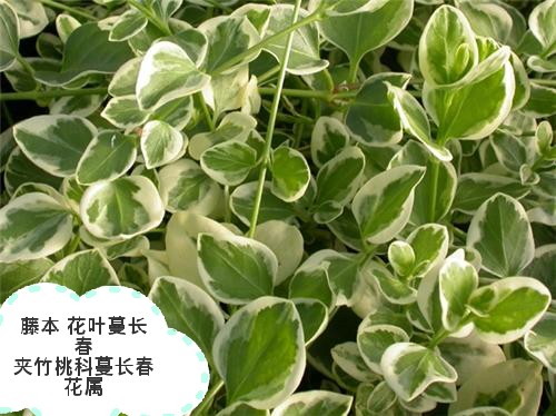 花叶蔓长春