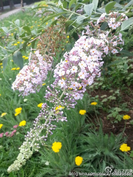 醉鱼草~ 拉丁学名:buddleja lindleyana fortune~ 别称:闭鱼花,痒见消