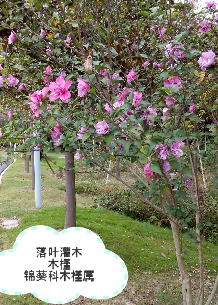 木槿