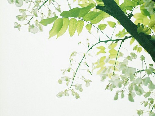 橘年森鹿\/\/ 小清新 森系 日系 美图 摄影\/\/ …-堆糖