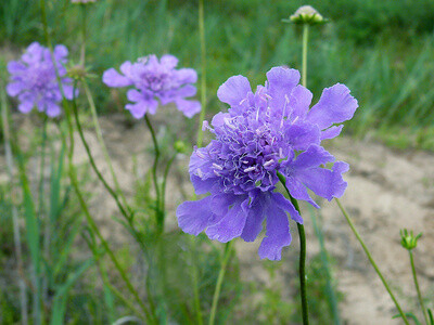 19生日花:山萝卜(devil"s-bit scabious…-堆糖