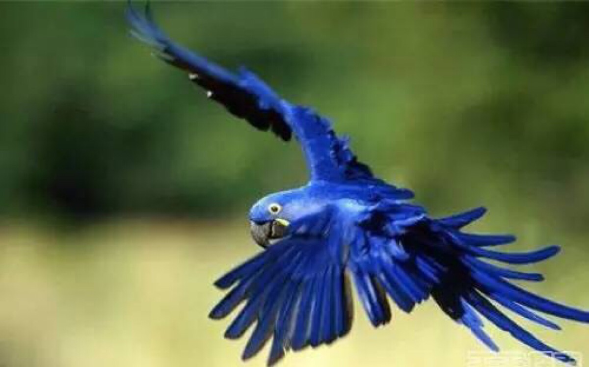 蓝紫金刚鹦鹉又名"紫蓝金刚鹦鹉",是世界上非常珍稀的生物.