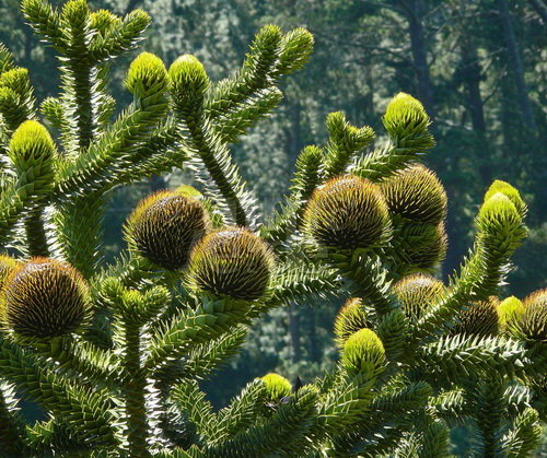 koch 别名:猴爪杉;英文名:monkey puzzle 南洋杉科南洋杉属 常绿大