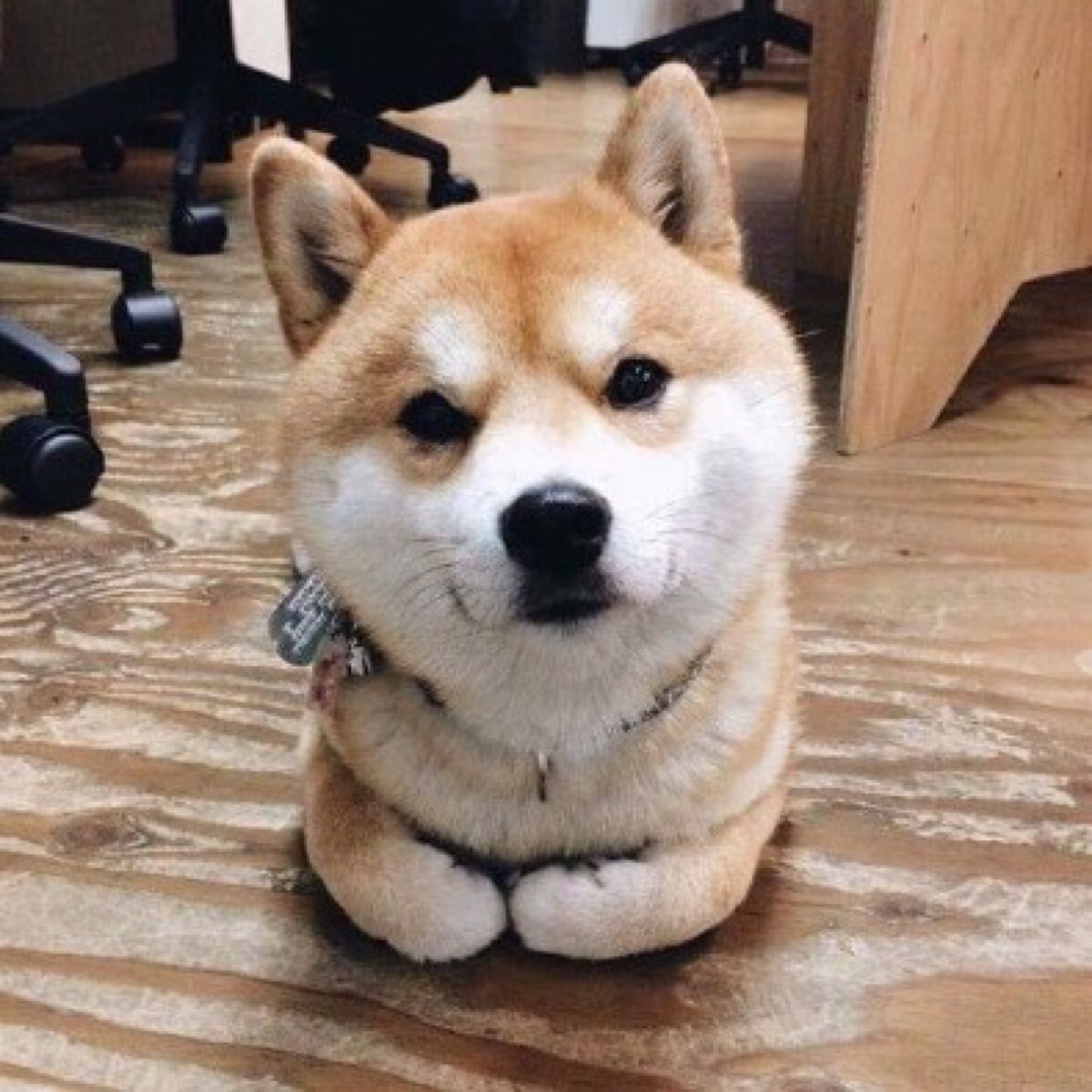良人与我 头像集 柴犬