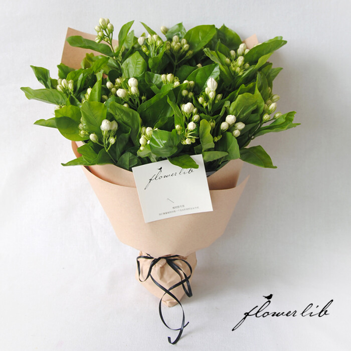 flowerlib植物图书馆小花束清香茉莉花