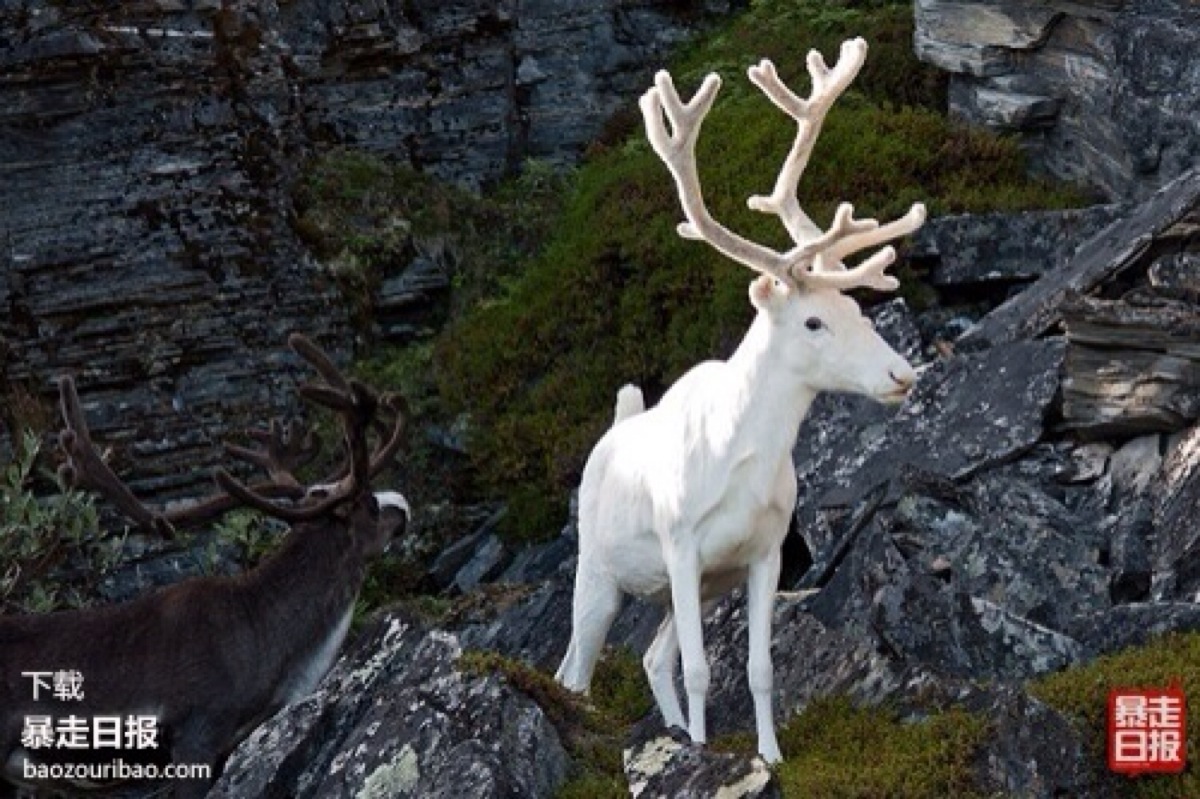白色的鹿像童话中的独角兽