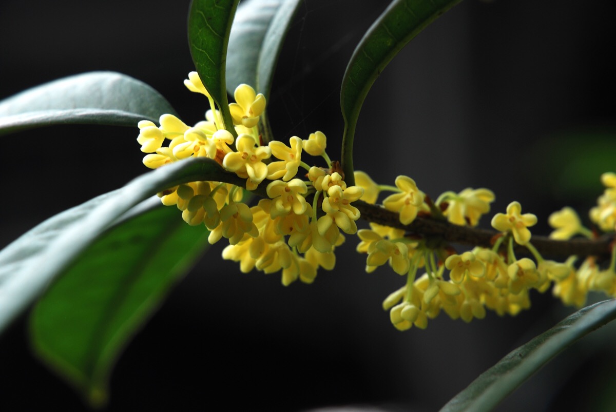 秋分#桂花,东西方人都不约而同给它赋予美好的寓意:吉祥,财富,高雅