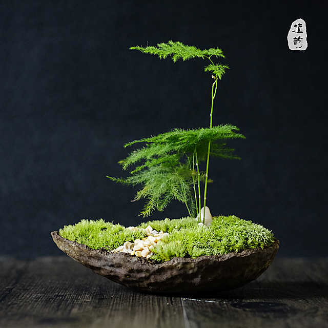 植韵日式盆栽苔藓微景观微型盆景生态桌面盆栽生日礼物茶艺桌摆件